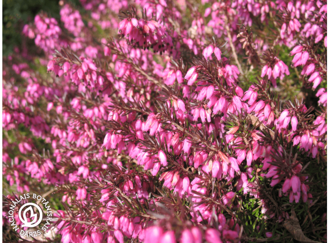 Erica carnea   'Myretoun Ruby'